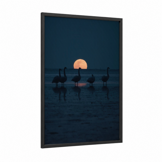 Sunset Swans framed art print — black wood frame — dark blue and peach palette