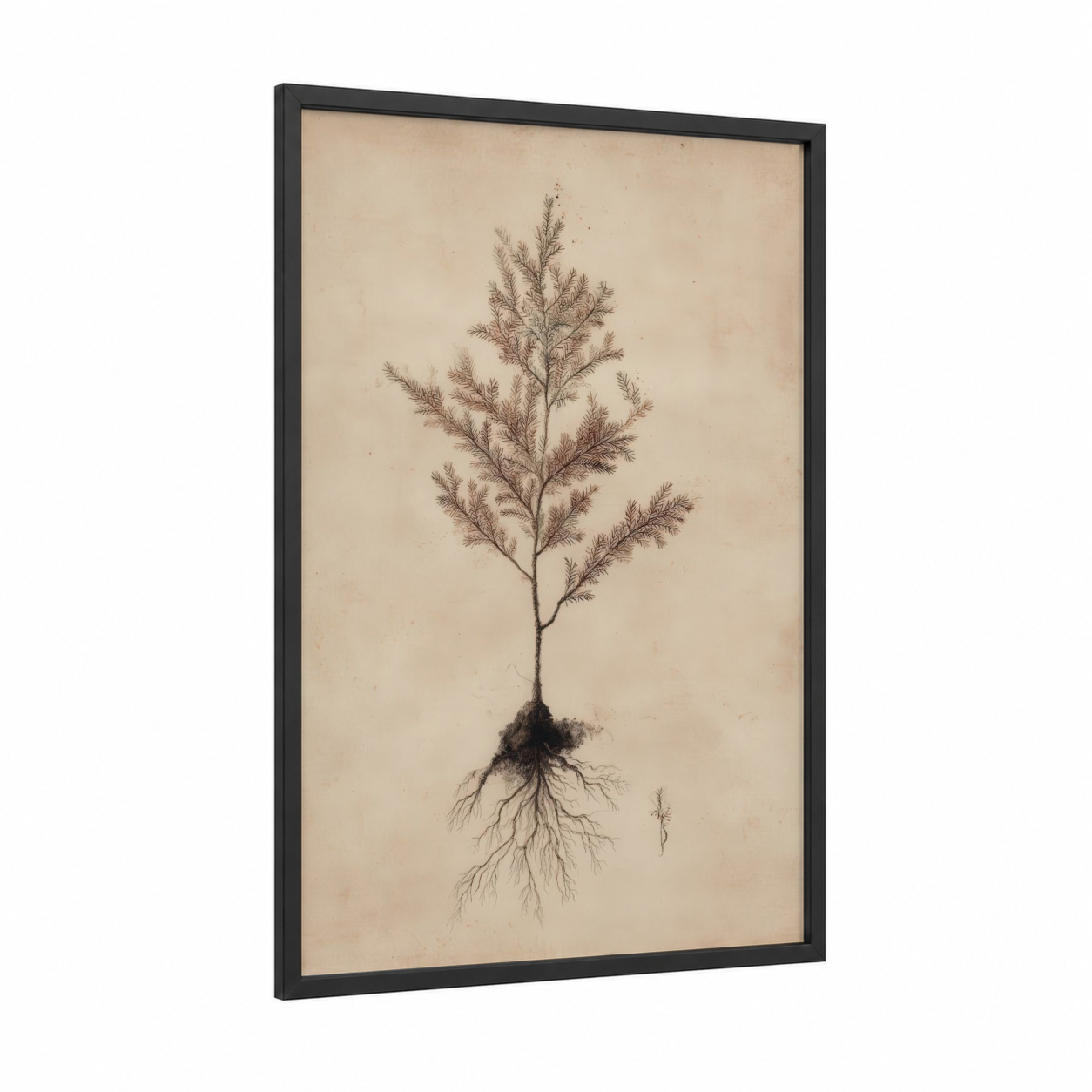 Botanical Redwood framed redwood tree print — black wood frame — beige and brown palette