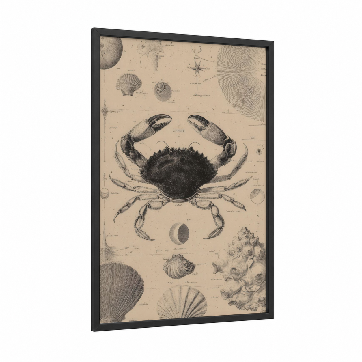 Celestial Crab framed cancer print — black wood frame — beige and dove gray palette