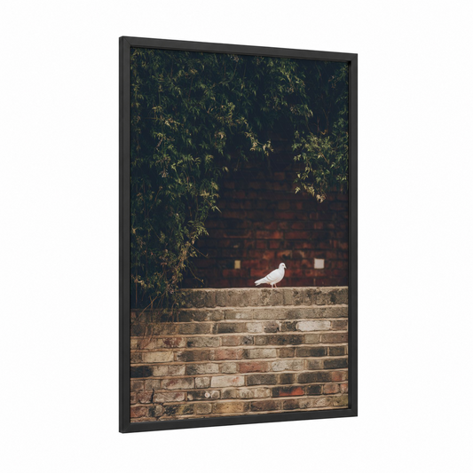 Urban Pigeon framed art print — black wood frame — gray and white and olive palette