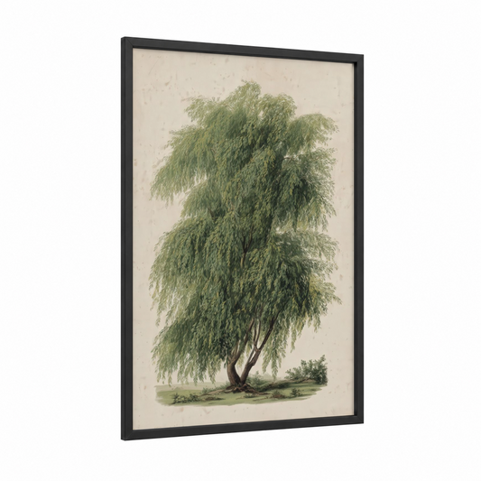 Weeping Willow framed willow tree print — black wood frame — light green and cream palette