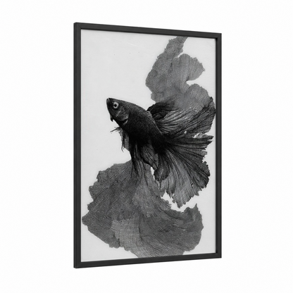 Flowing Betta Fish framed fighting fish print — black wood frame — black and white palette