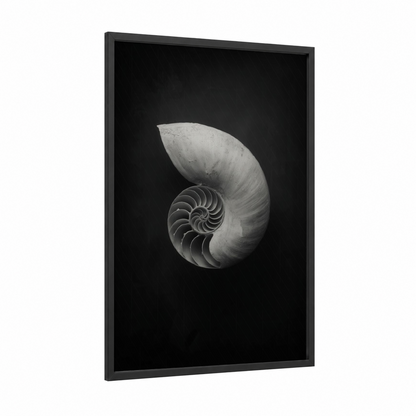 Spiral Nautilus framed art print — black wood frame — black and white and gray palette