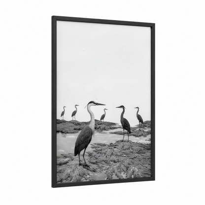 Wetland Herons framed art print — black wood frame — black and white palette