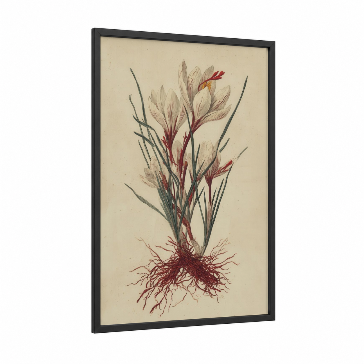 Crimson Herb Roots framed herbs and spices print — black wood frame — cream and maroon palette