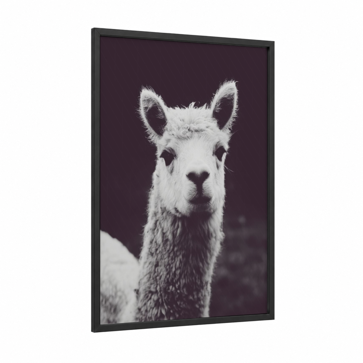 Portrait Alpaca framed art print — black wood frame — black and white palette