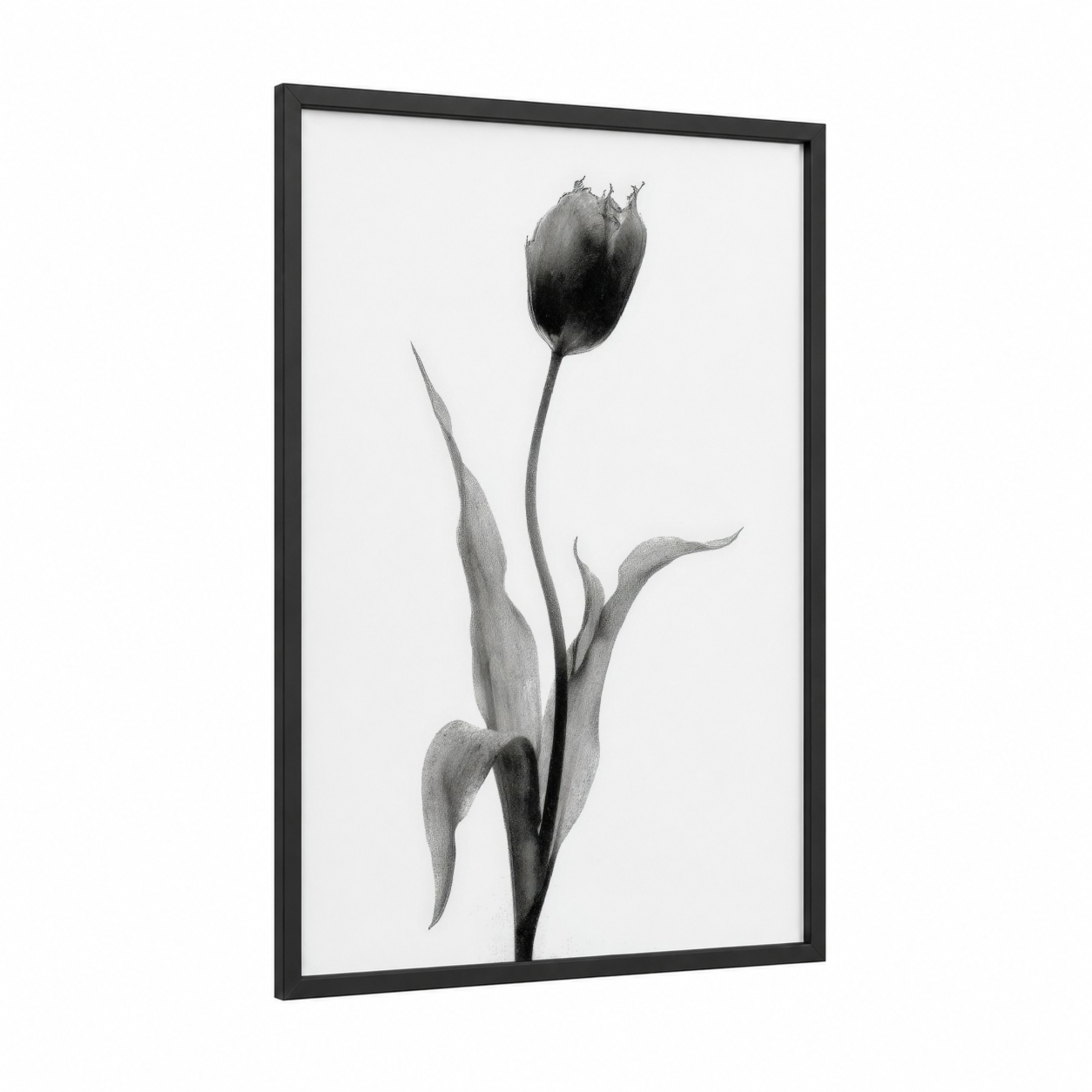 Ebony Tulip framed art print — black wood frame — black and white and gray palette