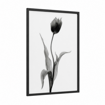 Ebony Tulip framed art print — black wood frame — black and white and gray palette