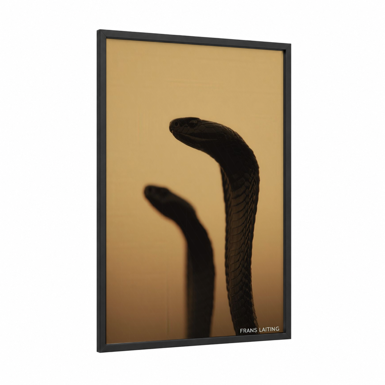 Silhouette Cobra framed art print — black wood frame — black and gold palette
