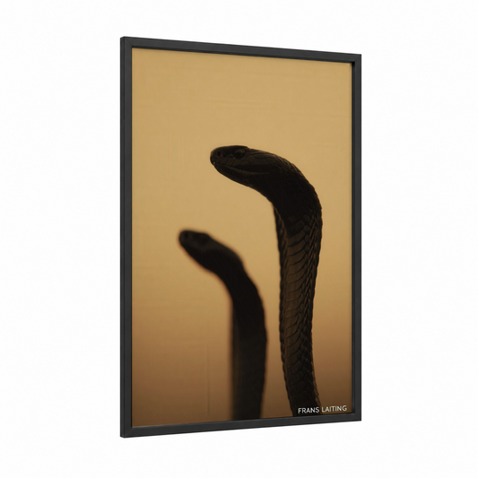 Silhouette Cobra framed art print — black wood frame — black and gold palette