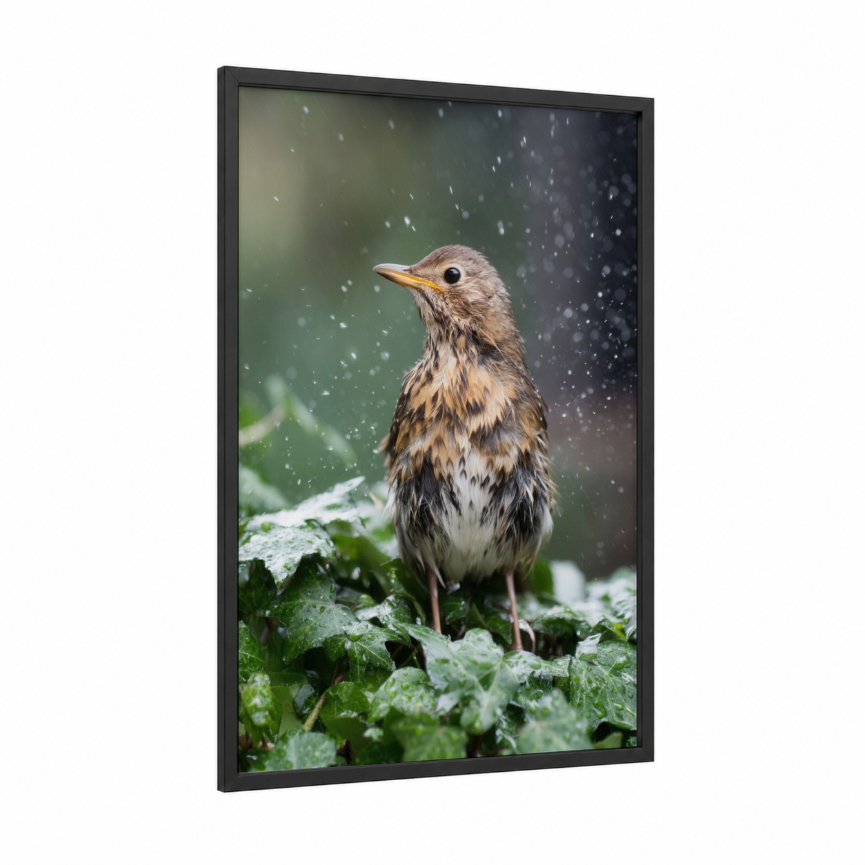 Rainy Thrush framed art print — black wood frame — gray and dove gray palette
