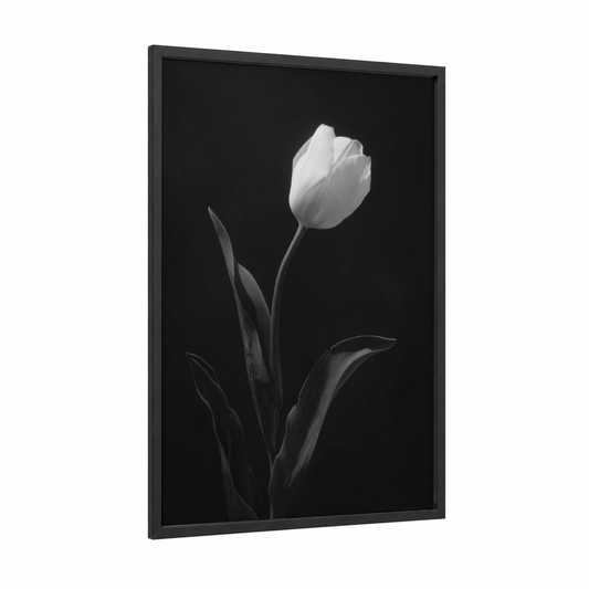 Elegant White Tulip framed art print — black wood frame — black and white and gray palette
