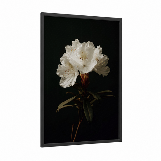 Ivory Rhododendron framed art print — black wood frame — white and black palette